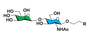 Custom Disaccharide Synthesis