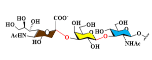 Custom Oligosaccharide Synthesis