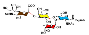 Custom complex N-linked Oligosaccharide Synthesis