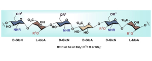 Heparan Sulfate Synthesis